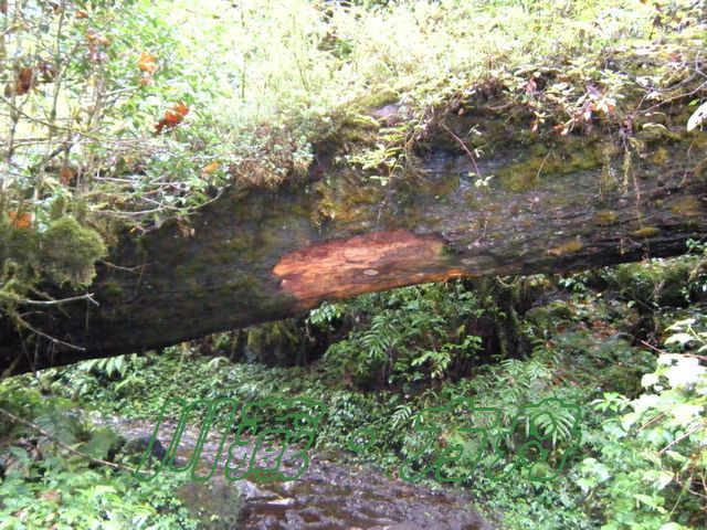 dscn0548.jpg