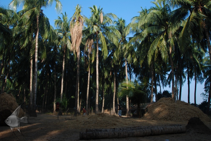 01050750.jpg