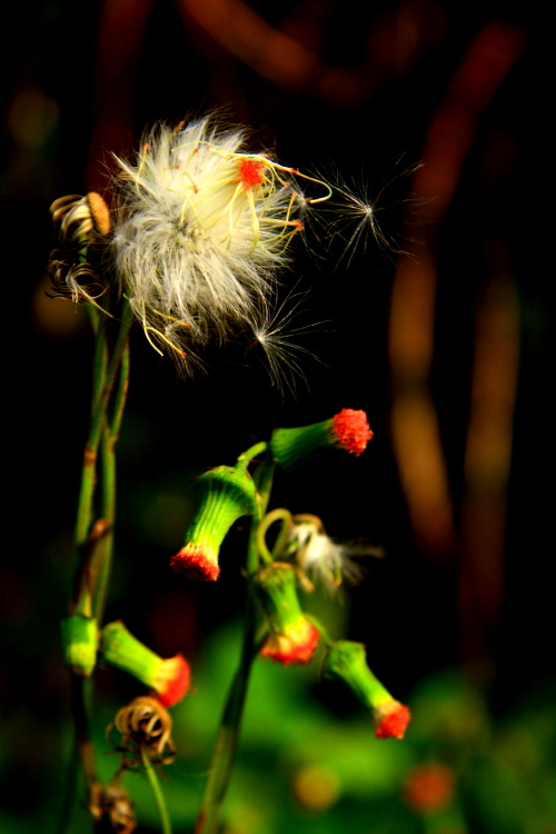 img_5130_1.jpg