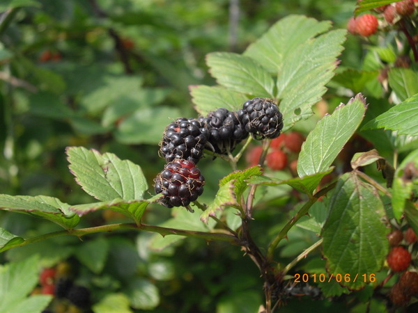 imgp0150.jpg