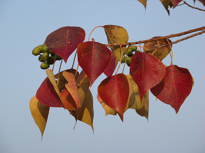 20101107dʺ԰峿 (44).jpg