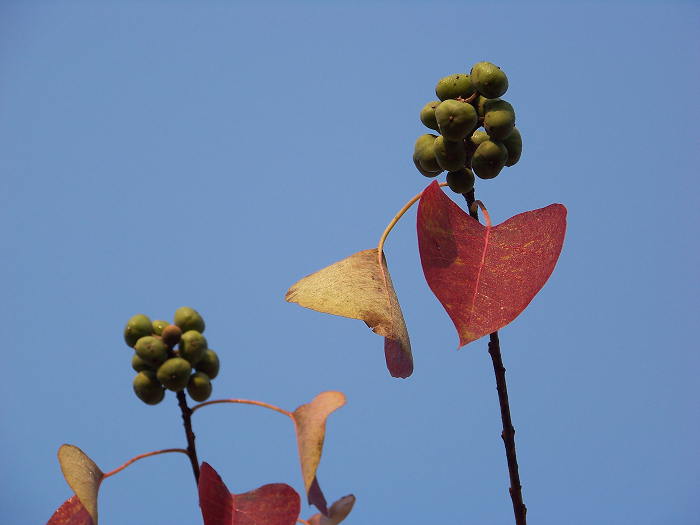 20101107dʺ԰峿 (45).jpg