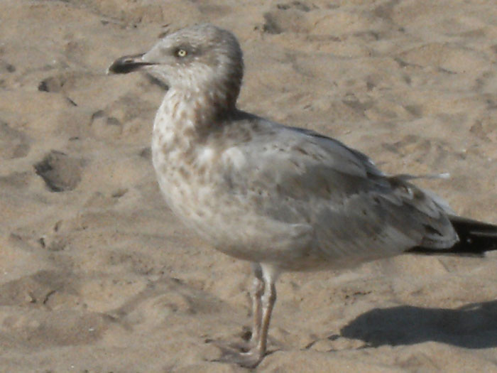 dscf1688.jpg