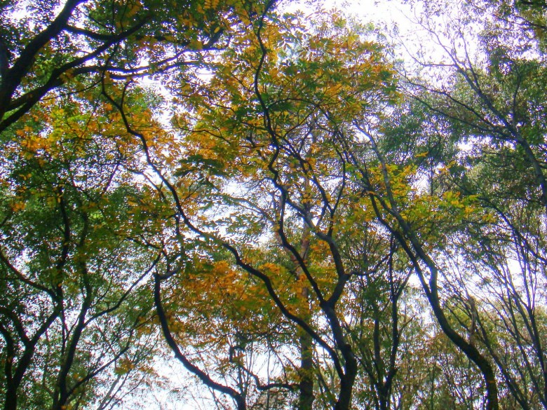 Ƭ 2120_conew1.jpg