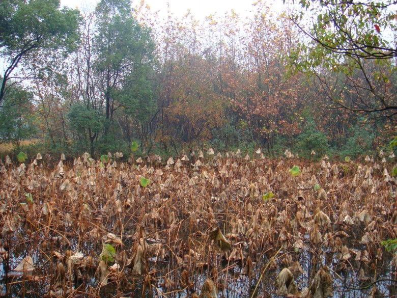 Ƭ 2110_conew1.jpg