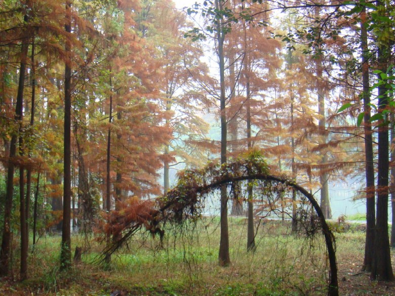 Ƭ 2109_conew1.jpg