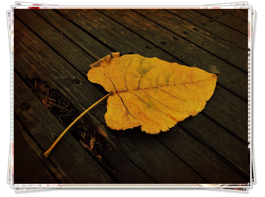 dsc07647_.jpg