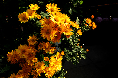 Ƭ 293-1.jpg