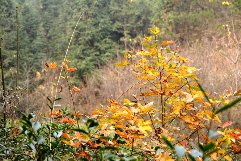 dsc_0010.jpg