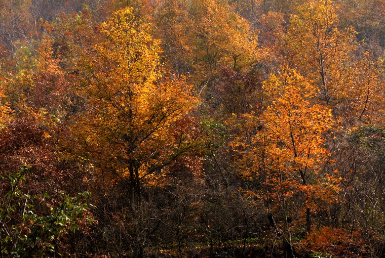 dsc_0068.jpg