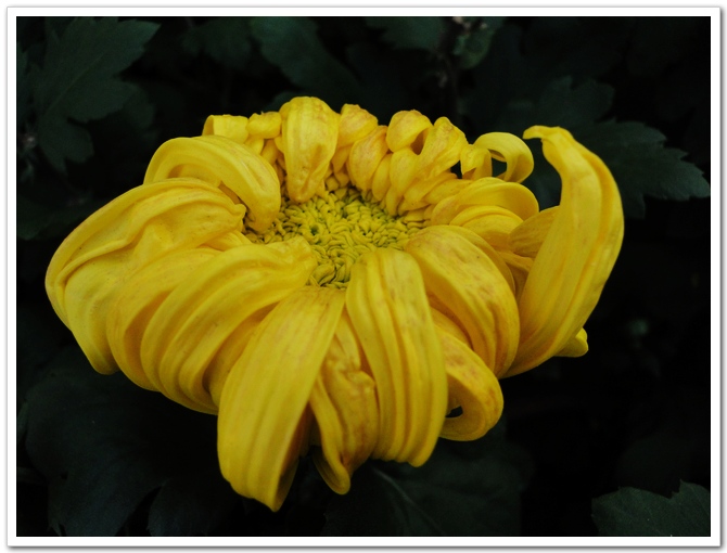 dsc07300a.jpg