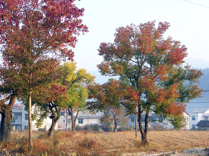 20101106cʺӺҶ (25).jpg