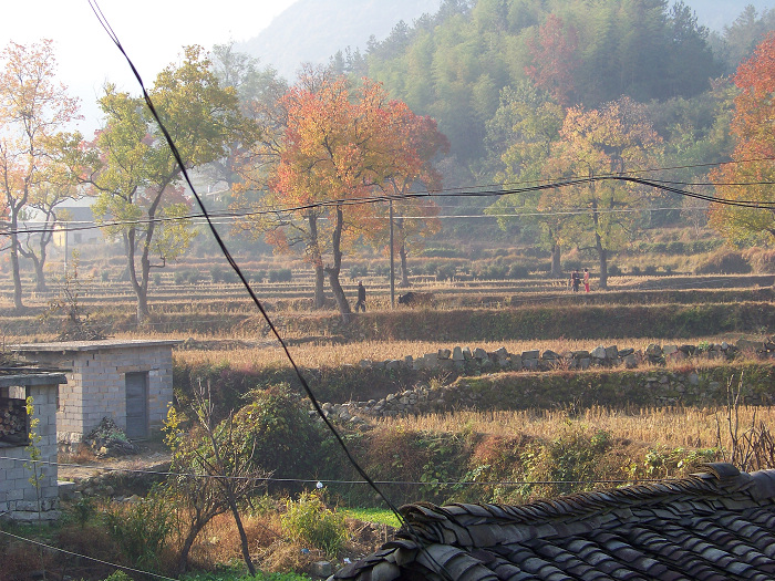 20101106cʺӺҶ (38)Ӵڿ羰.jpg