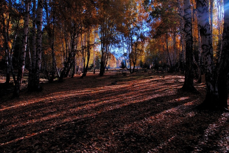 dsc_1001005.jpg