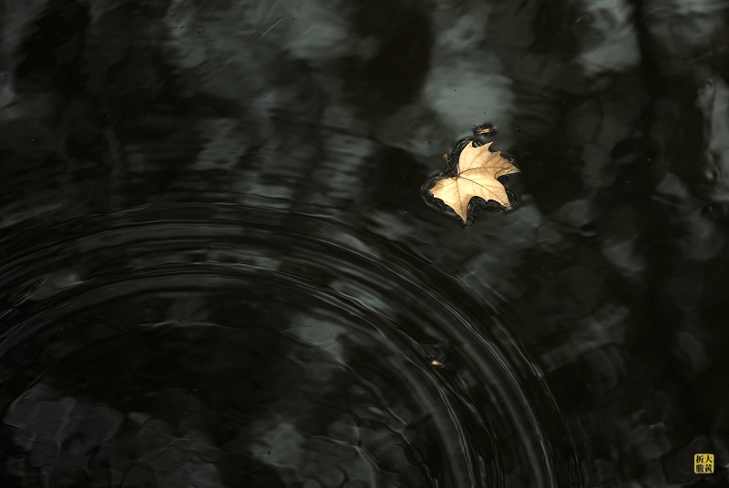 dsc_0178+1.jpg