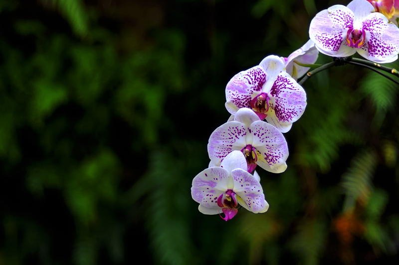 Ƭ 026.jpg