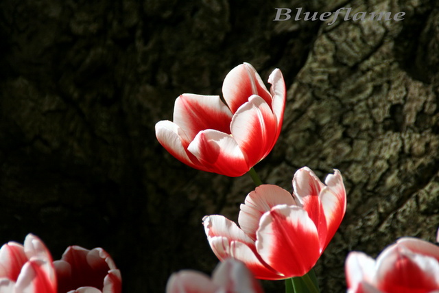 img_8258sm.jpg