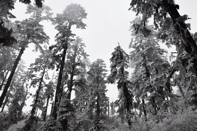 dsc_0101.jpg