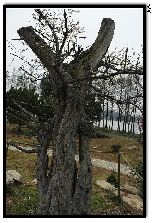 Ƭ 062.jpg