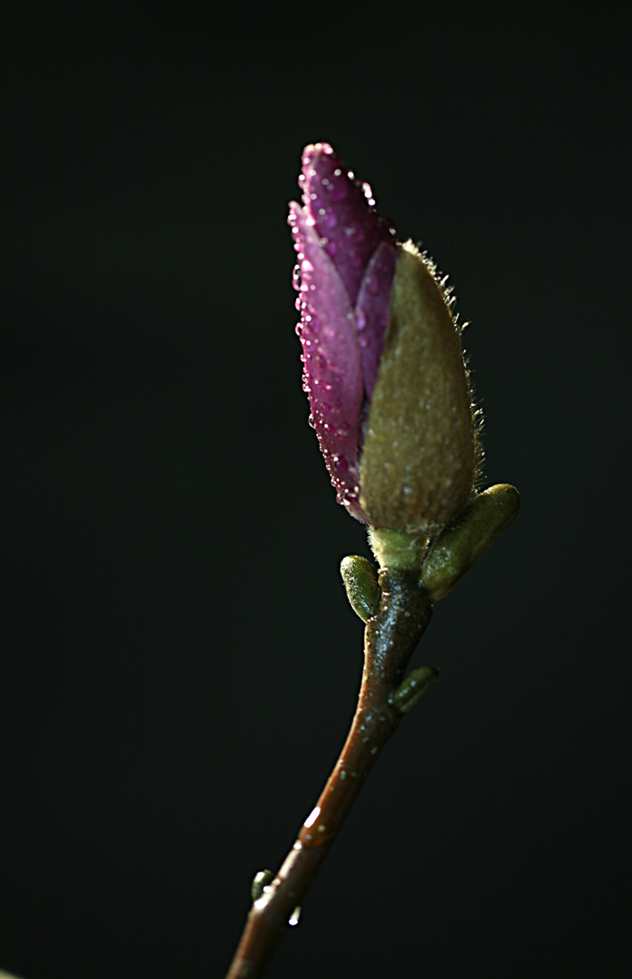 Ƭ 033.jpg