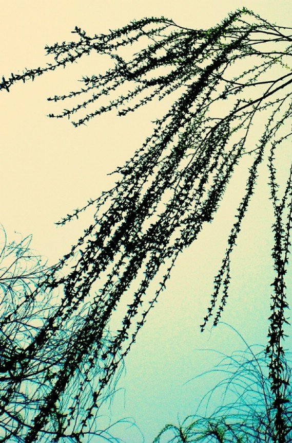 Ƭ 088.jpg