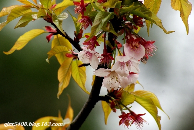 dsc02011-2.jpg
