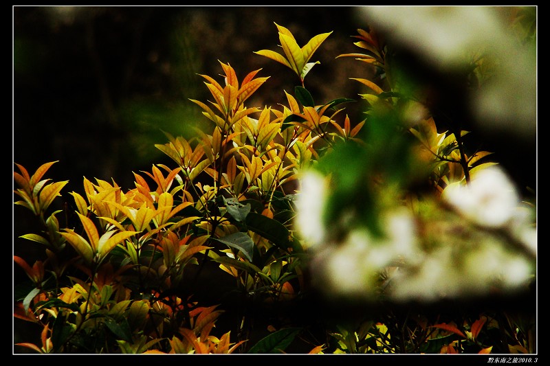 dsc04986.jpg