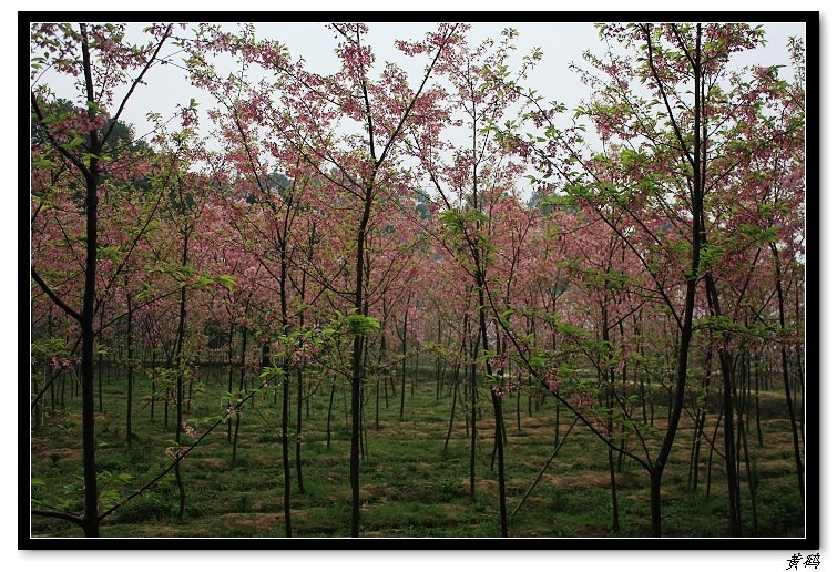 ӣ֮088.jpg