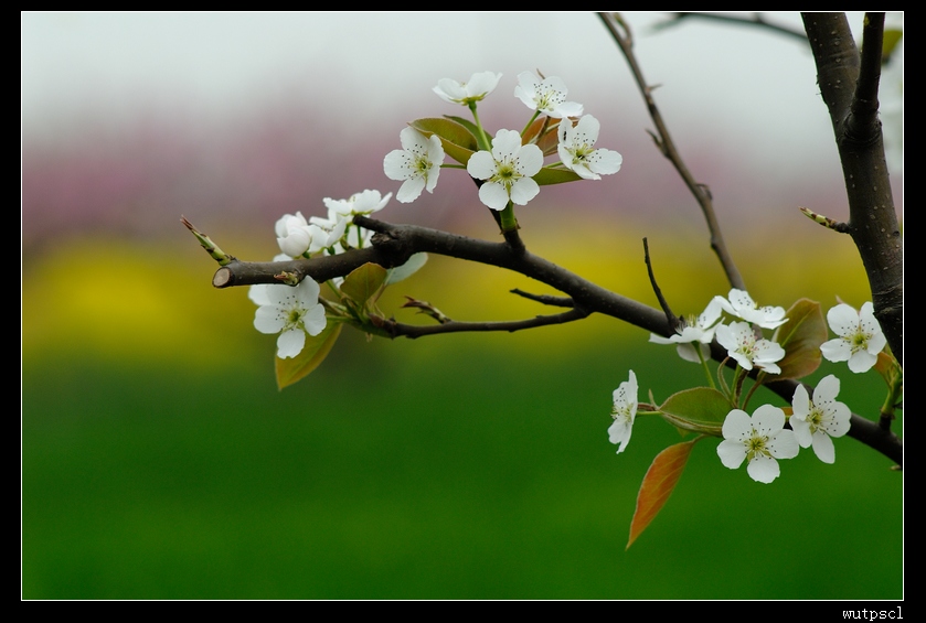dsc_7389010.jpg