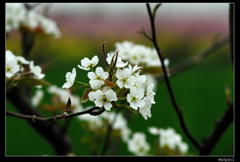 dsc_7388009.jpg