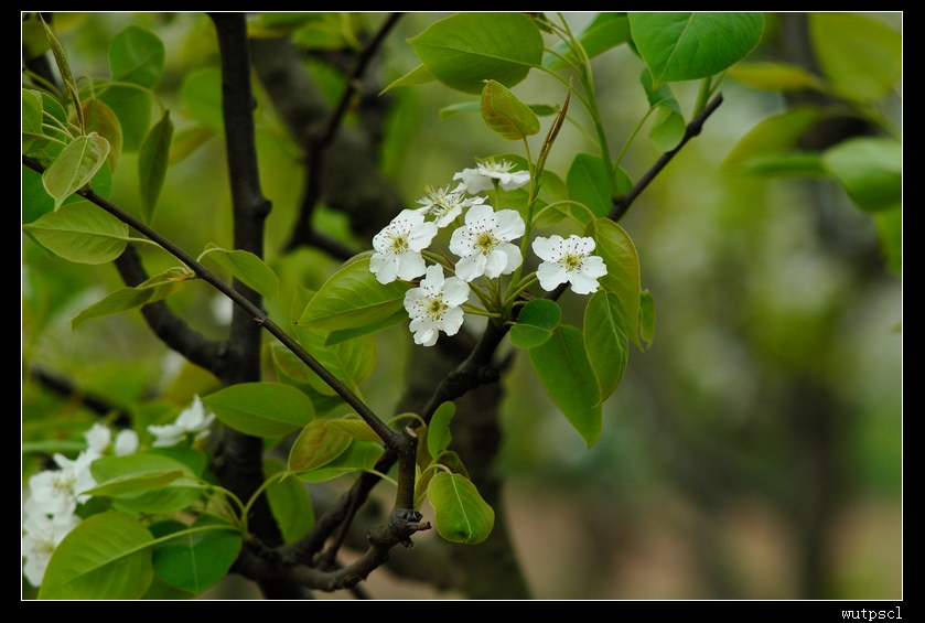 dsc_7391012.jpg