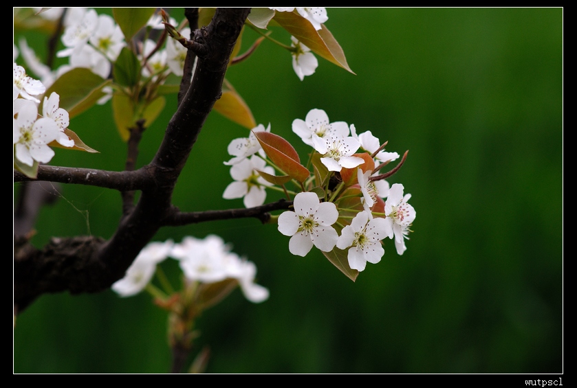 dsc_7386007.jpg