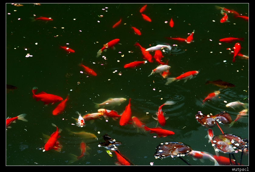 dsc_7770029.jpg