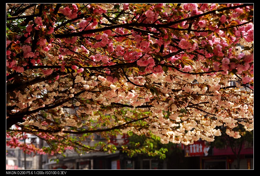 dsc_0147.jpg