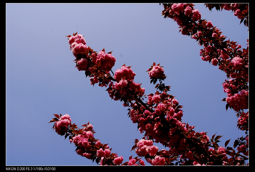 dsc_0196.jpg