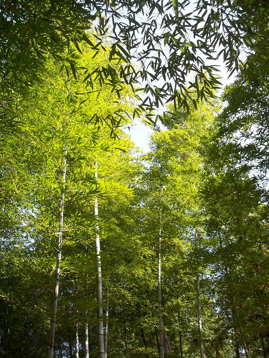 neo_img_100_9771.jpg