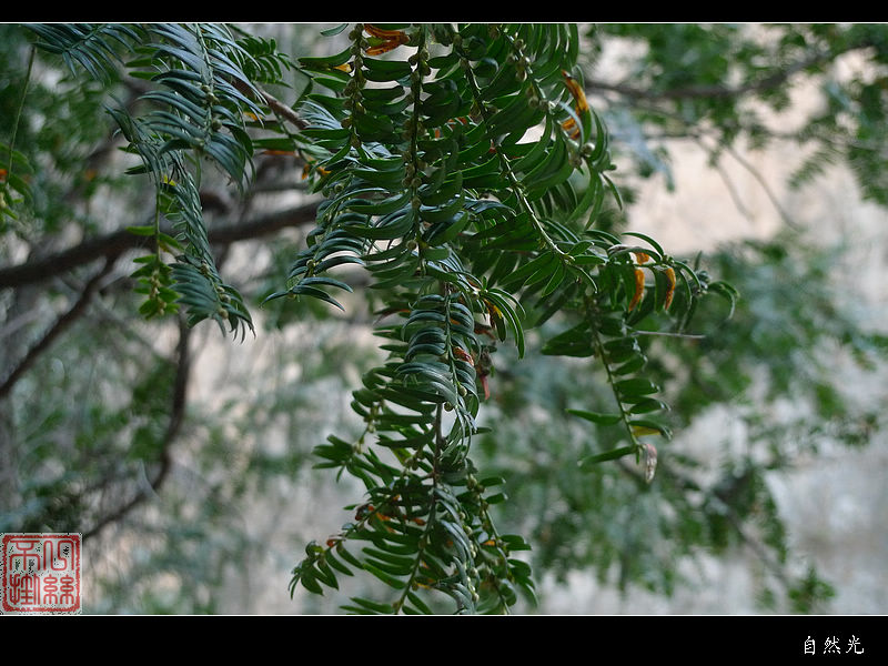 l1070232.jpg