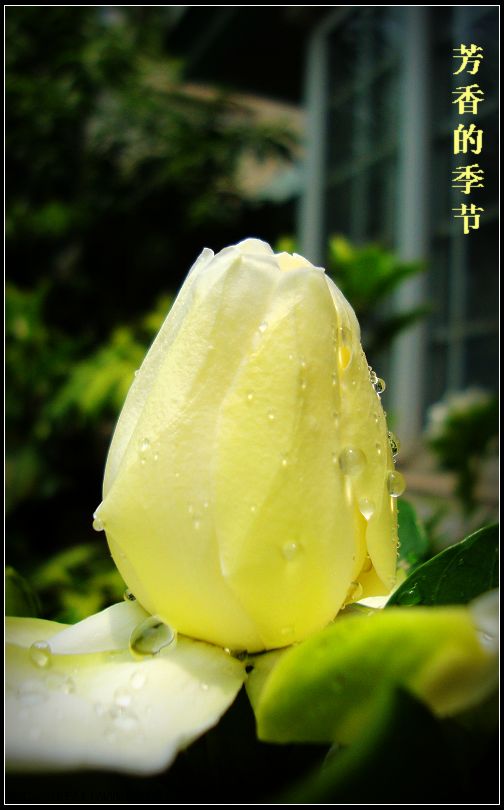 dsc04433-1.jpg