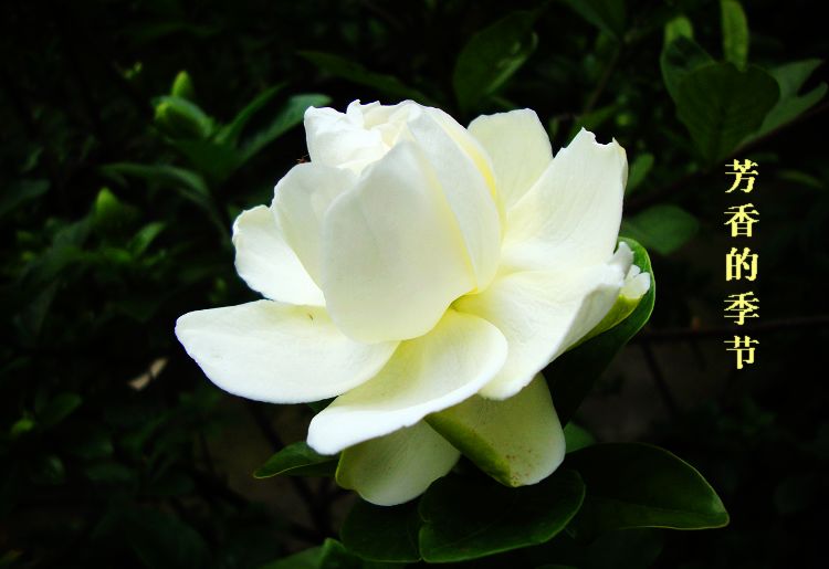 dsc04439-1.jpg