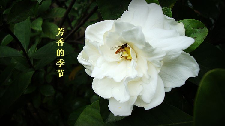 dsc04468-1.jpg