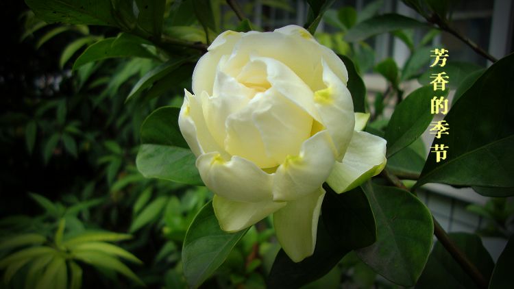 dsc04471-1.jpg