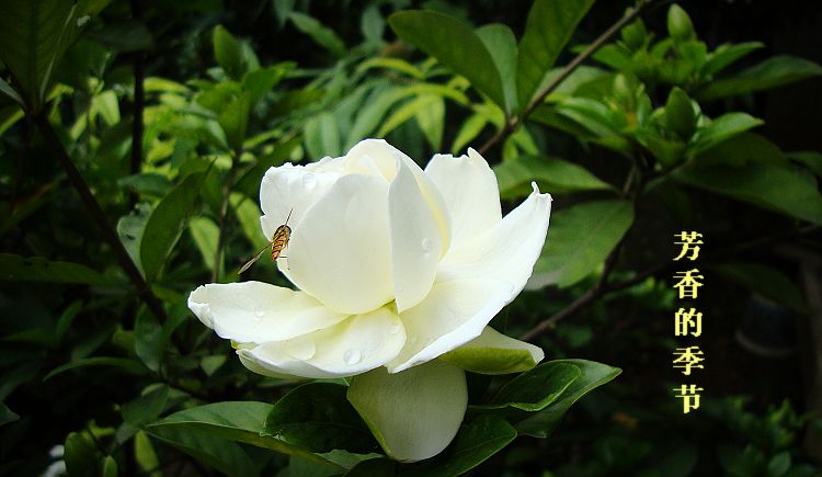 dsc04460-1.jpg