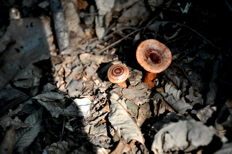 dsc_0078_副本.jpg