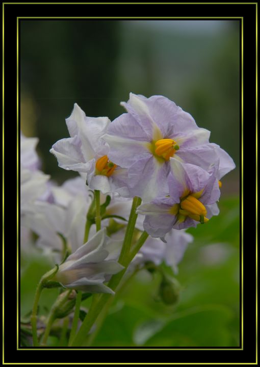 dsc_10351.jpg