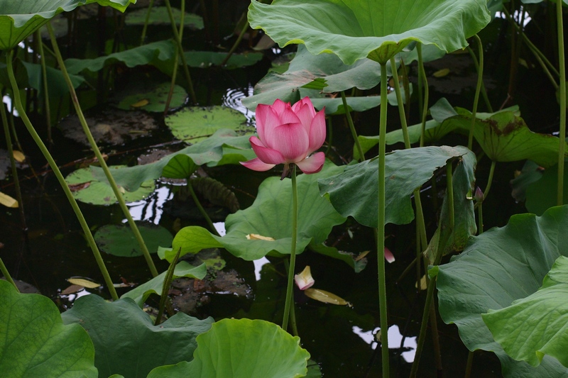 k1041980.jpg