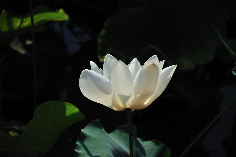 dsc_0204--2.jpg