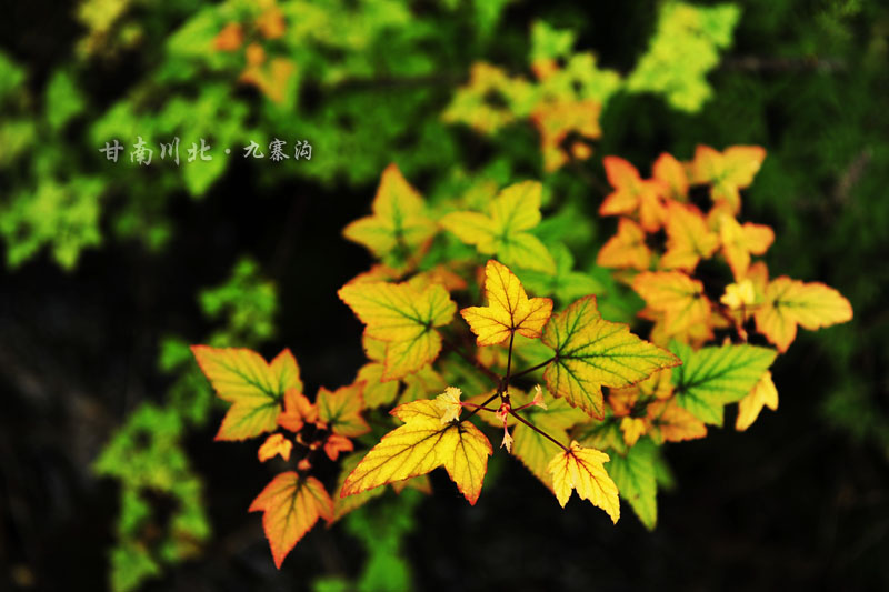 dsc_3063.jpg