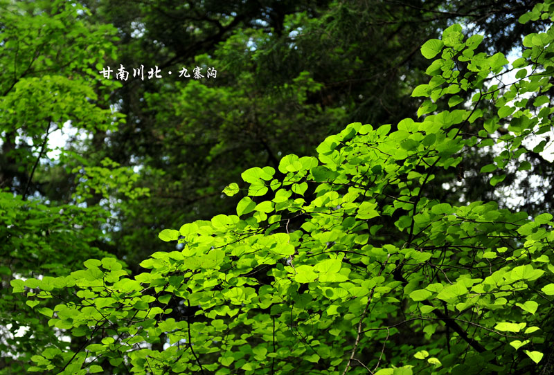 dsc_3195.jpg