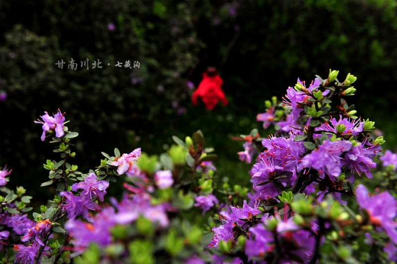dsc_2704.jpg