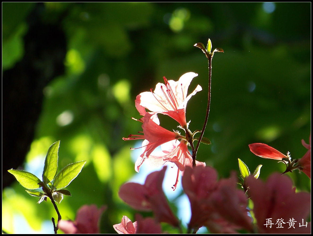 20100524ɽgȥͤ (19)722.jpg